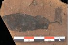 Foto (Detailsansicht) von Quercus palaeoilex Ettingshausen (NHMW-GEO-2024-0188-0918)
